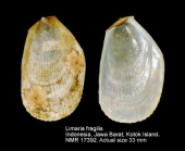 Limaria fragilis