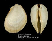 Limaria tuberculata