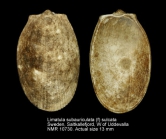 Limatula subauriculata (f) sulcata