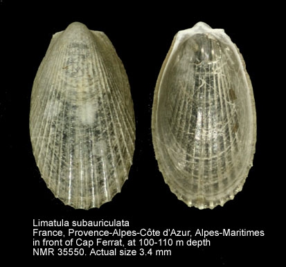 Limatula subauriculata