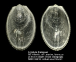 Limatula thalassae