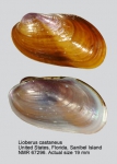 Lioberus castaneus