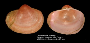 Lophocardium cumingii