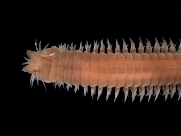 Eunereis longissima (Johnston, 1840) Eunereis longissima (Johnston, 1840)