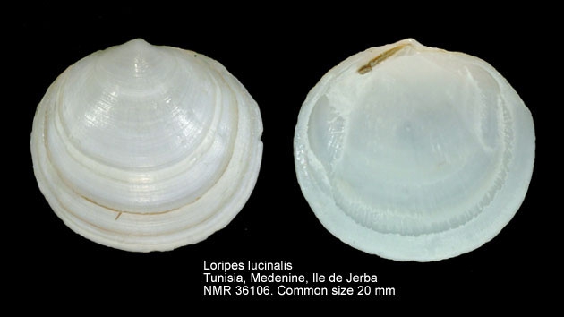 Loripes lucinalis