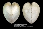 Lunulicardia hemicardium
