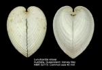 Lunulicardia retusa