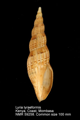 Lyria (Indolyria) lyraeformis