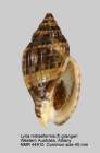 Lyria (Mitraelyria) mitraeformis