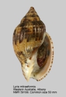 Lyria (Mitraelyria) mitraeformis
