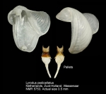 Lyrodus pedicellatus