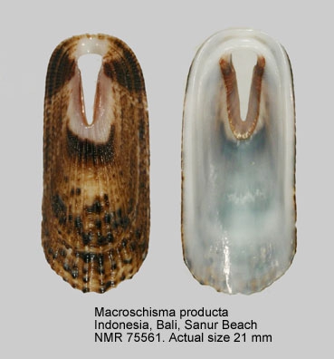 Macroschisma productum