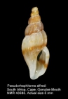 Pseudorhaphitoma alfredi