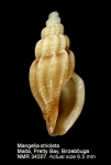 Mangeliidae