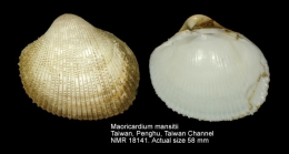 Maoricardium mansitii
