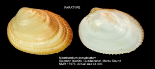 Maoricardium pseudolatum