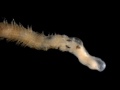 Polychaeta (bristle worms)