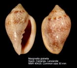 Marginella glabella