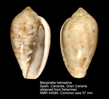 Marginella helmatina