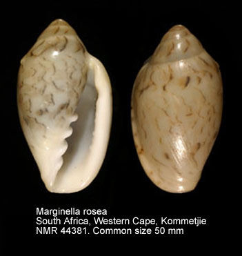 Marginella rosea