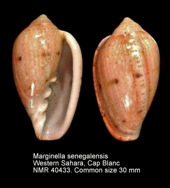 Marginella senegalensis