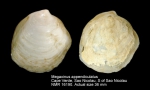 Megaxinus appendiculatus