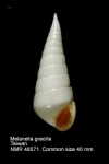 Melanella gracilis