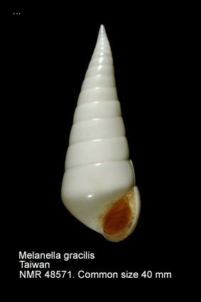 Melanella gracilis
