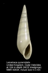 Leiostraca pyramidalis