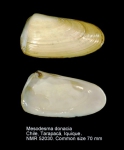 Mesodesma donacium