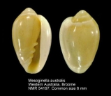Mesoginella australis