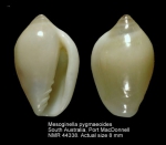 Mesoginella pygmaeoides