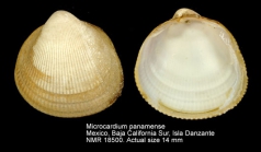 Microcardium panamense