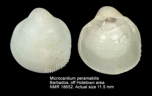 Microcardium peramabile