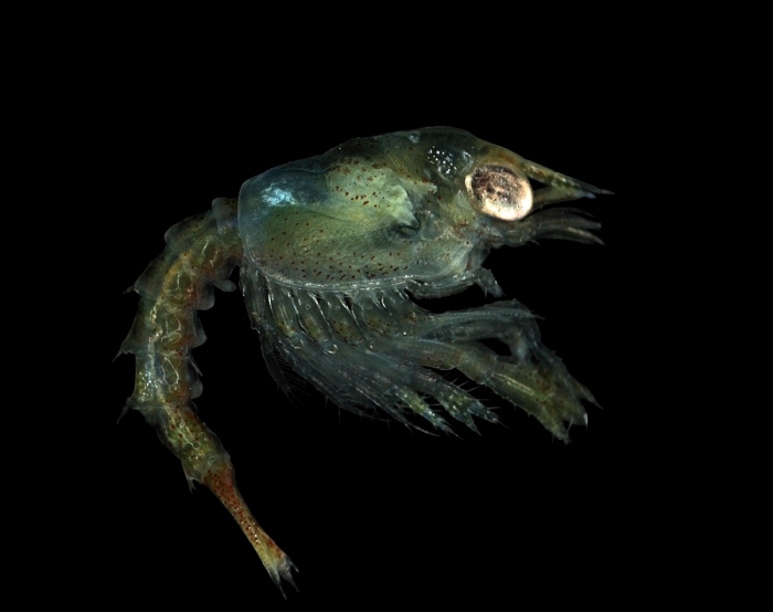 Homarus gammarus (Linnaeus, 1758)