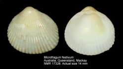 Microfragum festivum