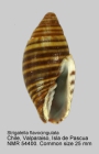 Strigatella flavocingulata