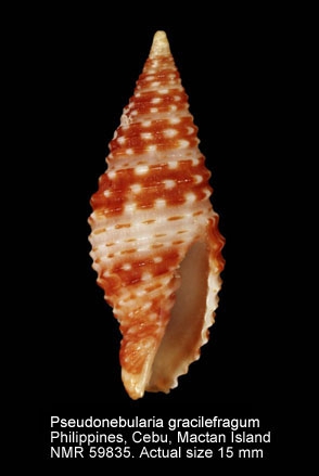 Pseudonebularia gracilefragum