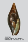 Isara nigra