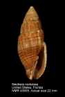 Neotiara nodulosa