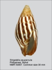 Strigatella paupercula