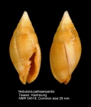 Nebularia pellisserpentis
