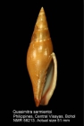Calcimitra labecula (Herrmann & Dekkers, 2009)
