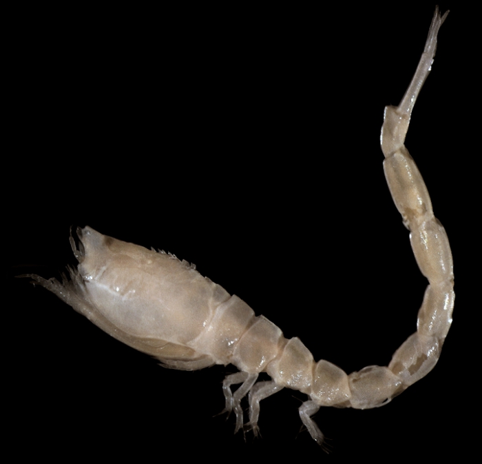 Iphinoe trispinosa (Goodsir, 1843) Iphinoe trispinosa (Goodsir, 1843)