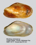 Modiolus americanus