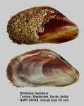 Modiolus barbatus