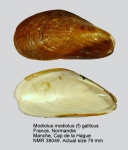 Mytilidae