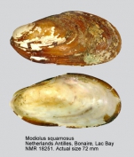 Modiolus squamosus