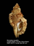 Cymatiidae