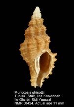 Muricopsis ghisottii